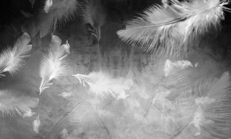 ورق حائط بوستر Palm & Feathers | 23061