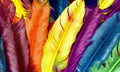 بوستر حائط Palm & Feathers 23046