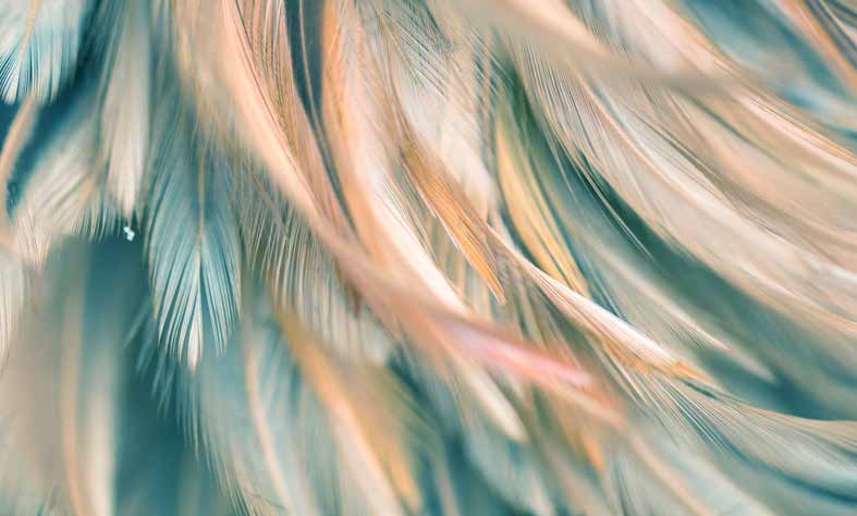 ورق حائط بوستر Palm & Feathers | 23086