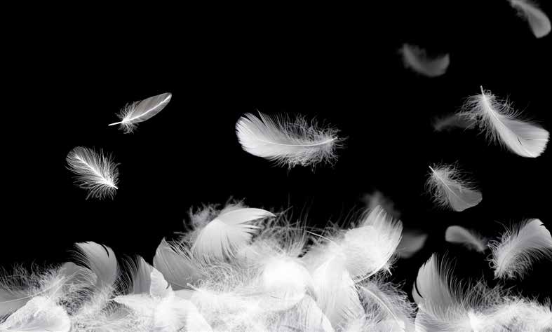 بوستر حائط Palm & Feathers 23062