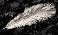 بوستر حائط Palm & Feathers 23084