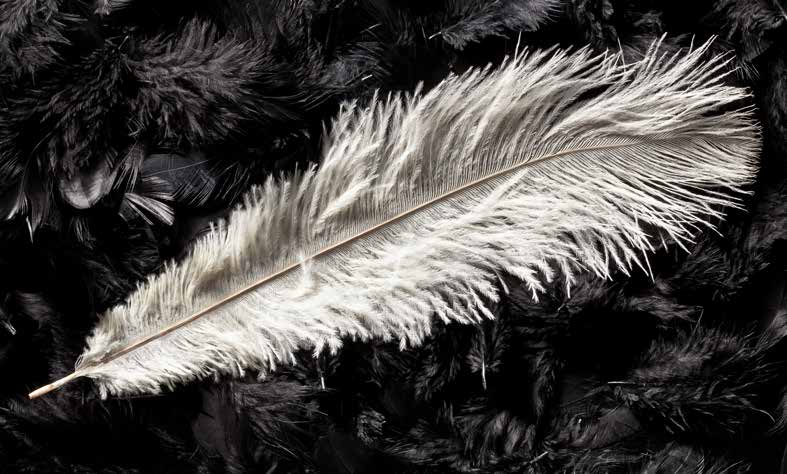 بوستر حائط Palm & Feathers 23084