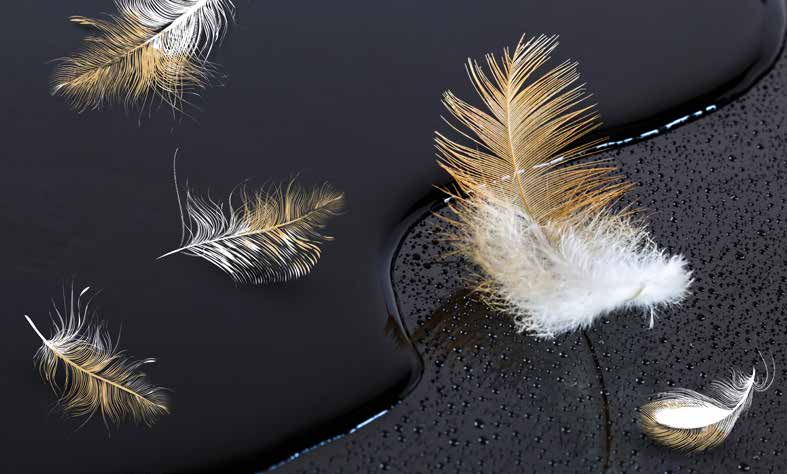 بوستر حائط Palm & Feathers 23034