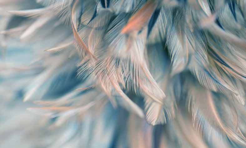 ورق حائط بوستر Palm & Feathers | 23085