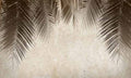بوستر حائط Palm & Feathers 23015